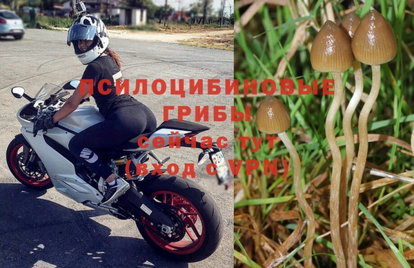 сатива Балахна
